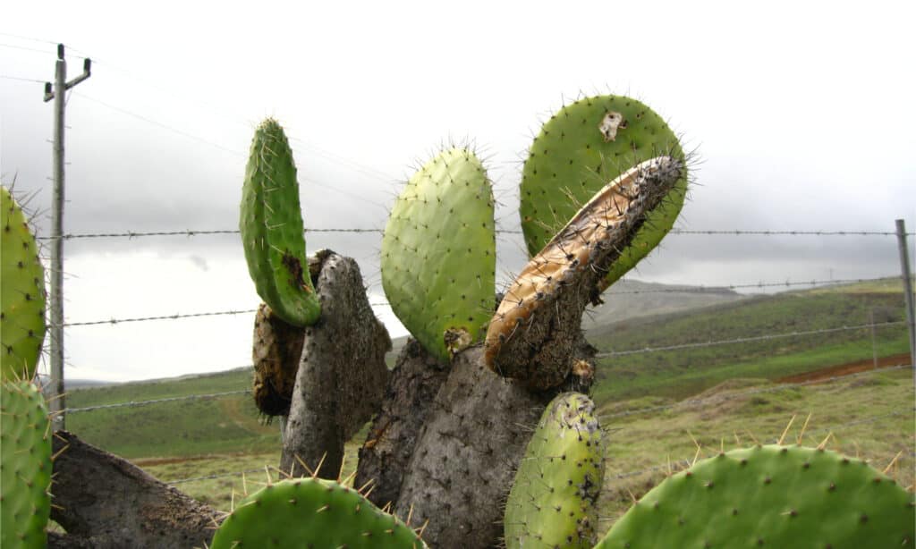 Prickly pear cactus infested with cactus moths