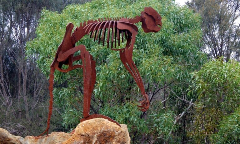 A sculpture of a giant short-faced kangaroo skeleton in Naracoorte Caves National Park, South Australia. The Procoptodon went extinct around 15,000 years ago.