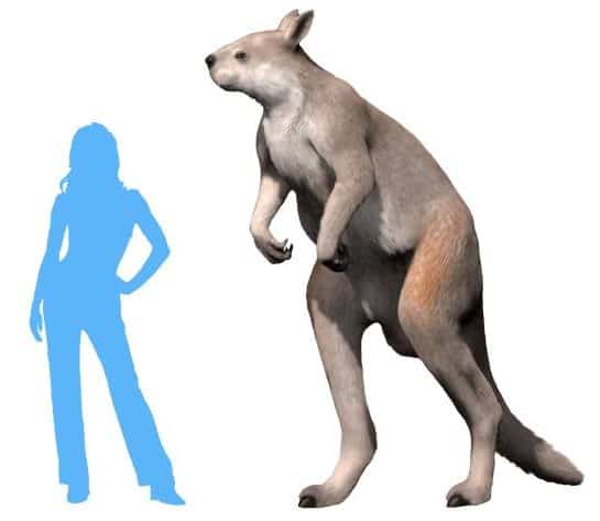 A size comparison of a human & Procoptodon goliah, the largest kangaroo that ever lived. P. goliah & other sthenurine kangaroos were bipedal browsers.