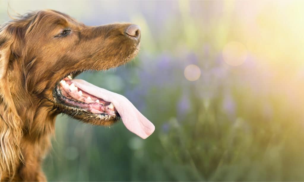 Profile shot of Irish setter panting