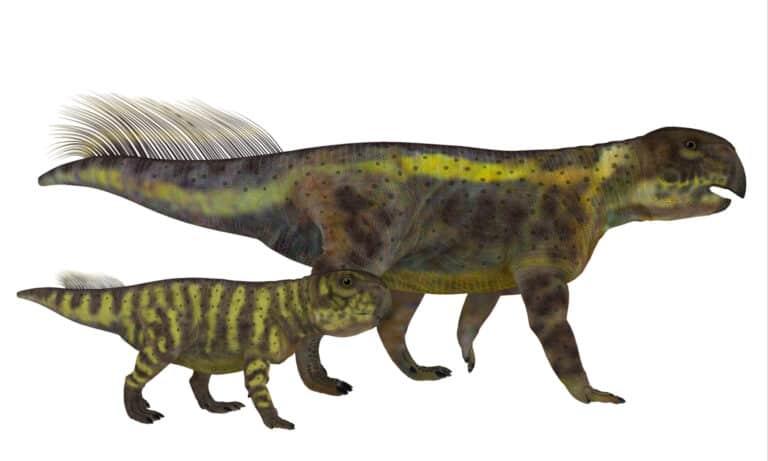Psittacosaurus Dinosaur with Juvenile 3D Illustration on white background