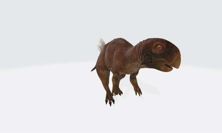 Closeup of a Psittacosaurus' head on a white background