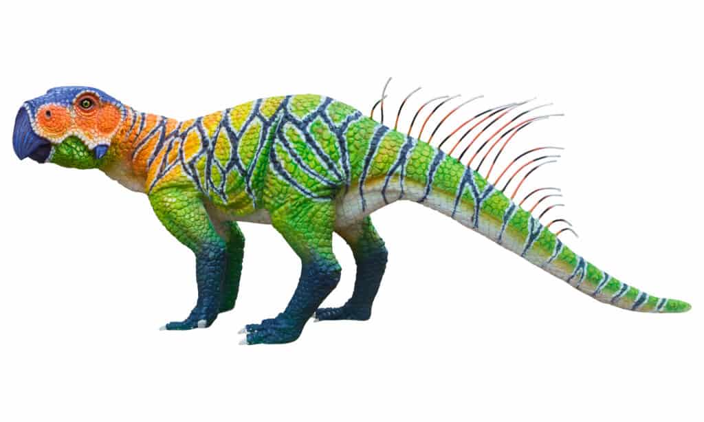 Psittacosaurus standing on all four feet on a white background