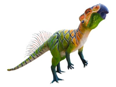 A Psittacosaurus