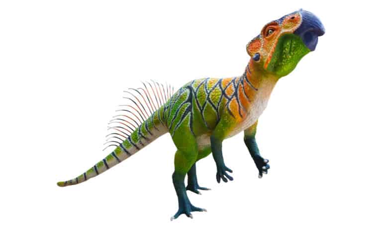 Psittacosaurus standing on back legs on a white background