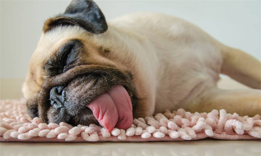 Pug sleeping on its side with its tongue hanging out