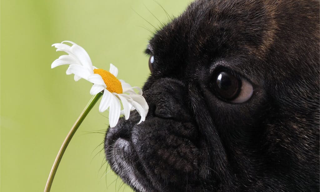 A black pug smelling a daisy