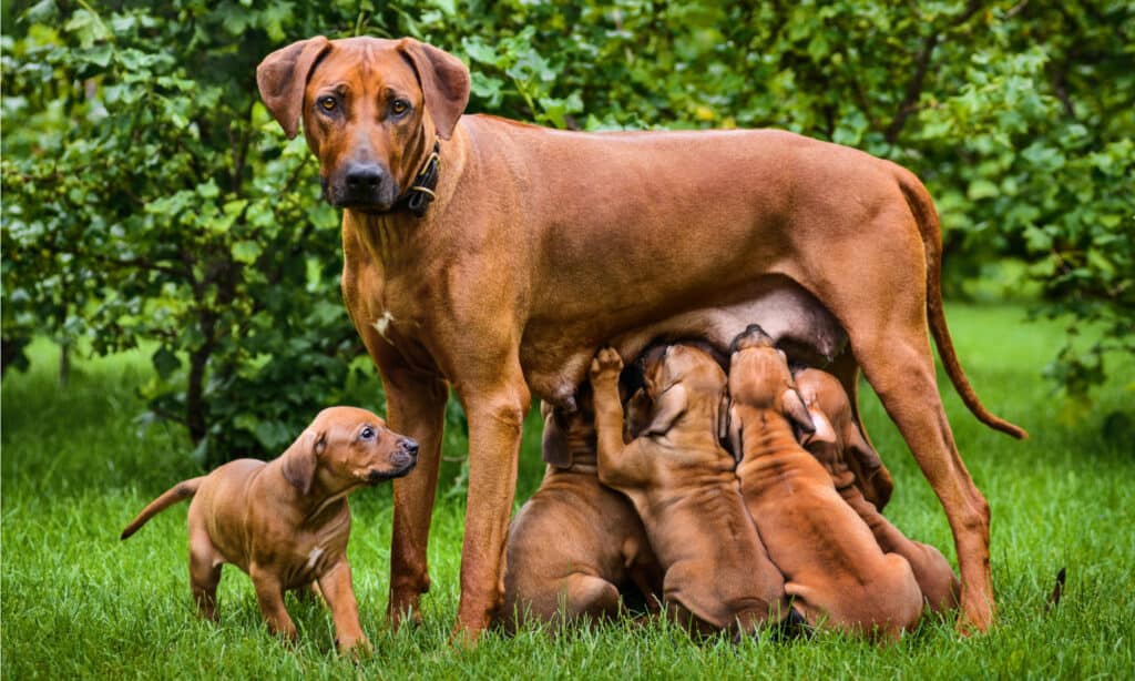 Puppies nursing from their mother. 