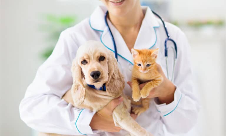 pet-insurance-that-pays-vets-directly-4-options-a-z-animals