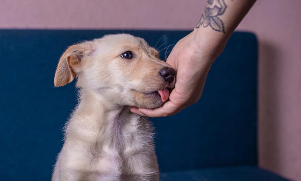 Puppy licking owner's hand