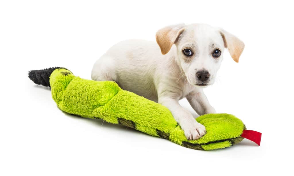 A cute puppy playing with a squeaky snake toy