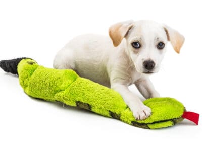 A Why Do Dogs Like Squeaky Toys So Much?