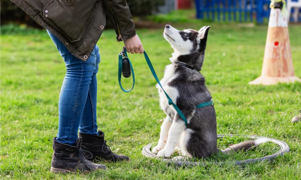 why do dogs howl at sirens