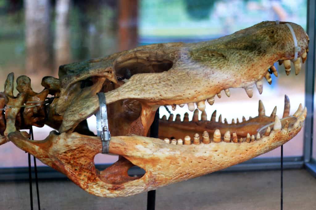 Purussaurus skull
