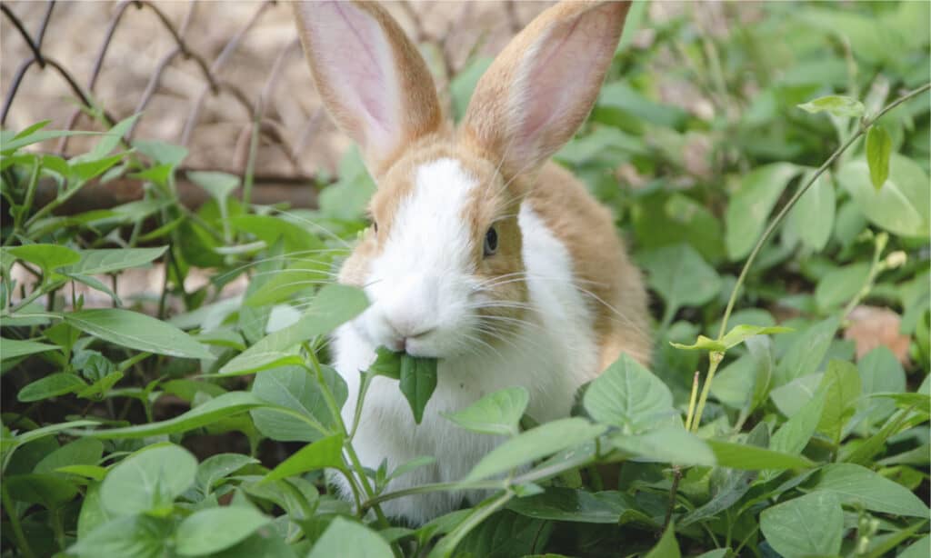 A cute rabbit eating veggies in a garden