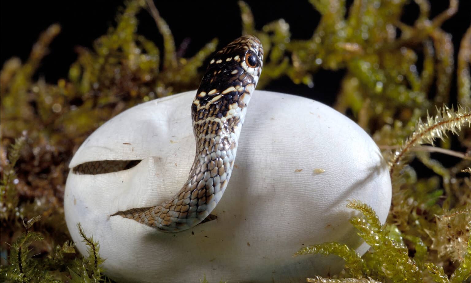 Racer Snake Animal Facts - Coluber constrictor - A-Z Animals