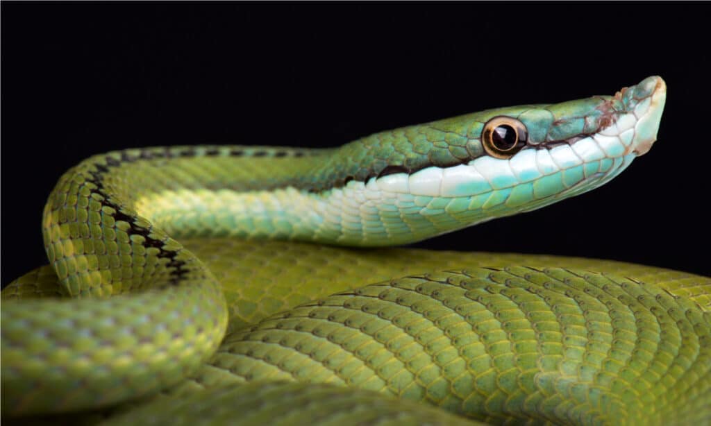 Baron's green racer is a rear-fanged venomous snake species with a remarkable "nose".