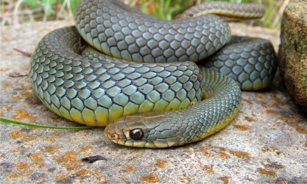A large and colorful Eastern Yellow-bellied Racer snake, Coluber constrictor flaviventris, coiled defensively with a large meal in its belly.