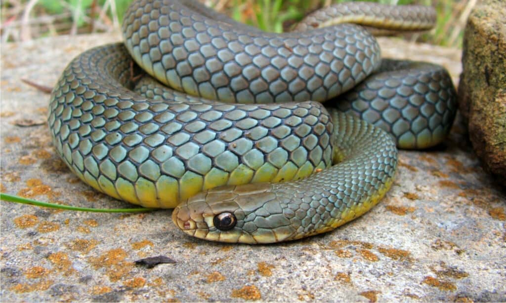 Racer Snake Animal Facts Coluber Constrictor Az Animals