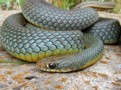 A Coluber constrictor