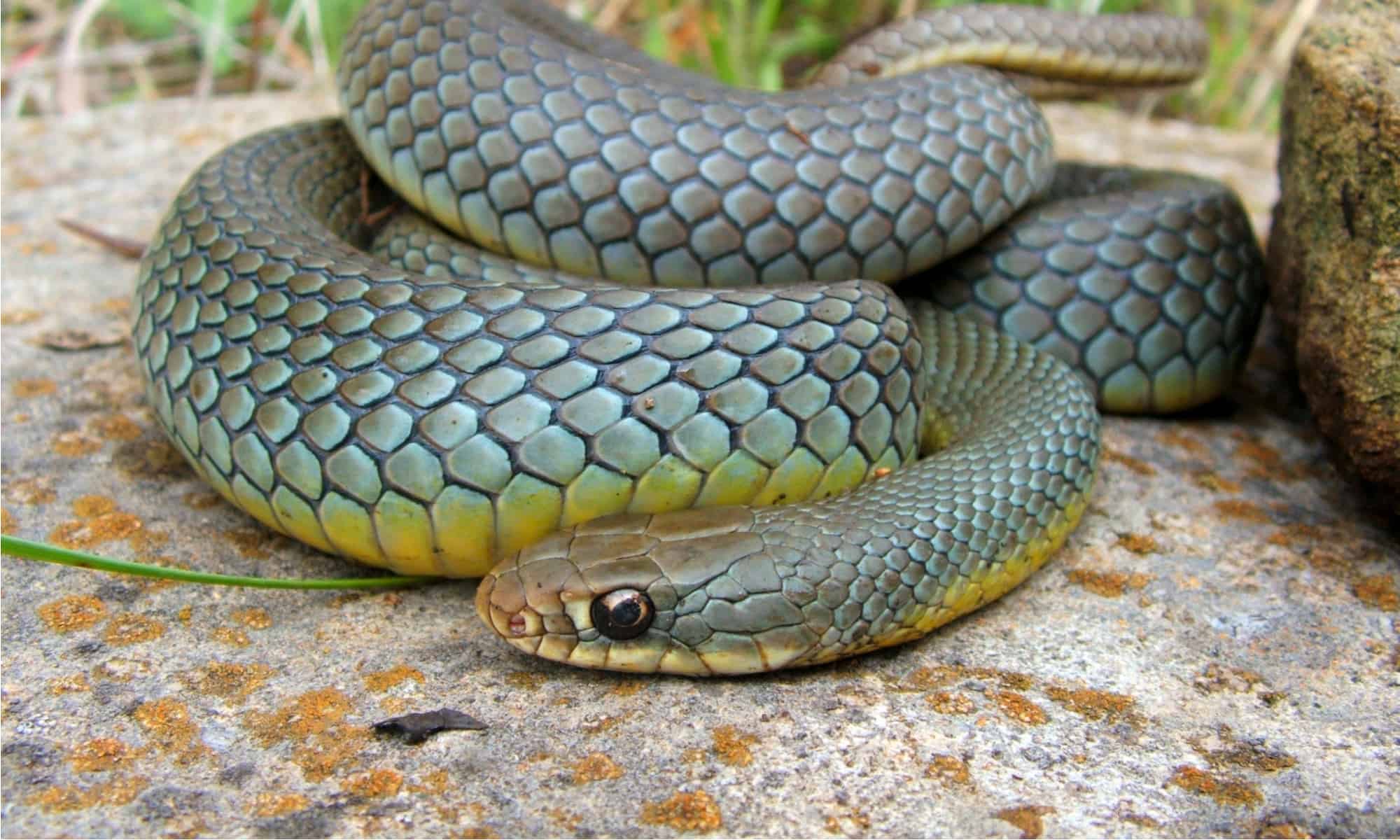 Racer Snake Animal Facts | Coluber constrictor - AZ Animals