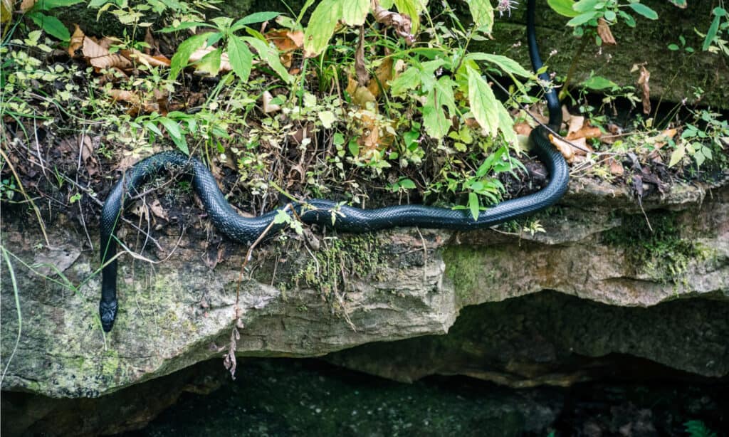 The Northern Black Racer in the woodlands of Lake Minnewaska State Park in Ulster County New York. It has a solid black, cylindrical body with a bluish belly and white chin.
