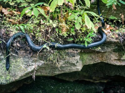 A 6 Black Snakes in Rhode Island