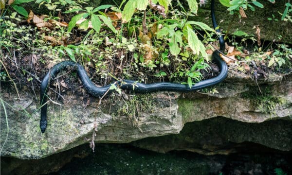 Racer Snake Animal Facts - Coluber constrictor - A-Z Animals