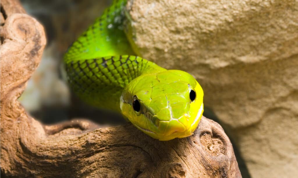 Red Tailed Racer - detail of head. The snake has a green body with a red tail, but is usually brown.