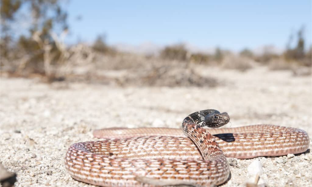 A red racer snake in the desert with its head raised