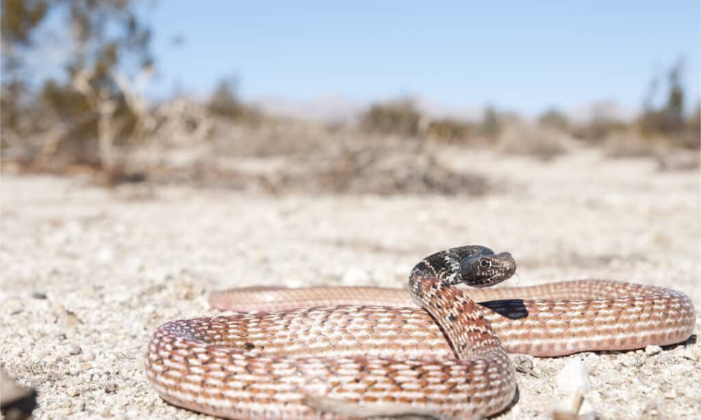 Red Racer - Coluber flagellum piceus