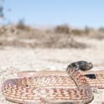 Coachwhip