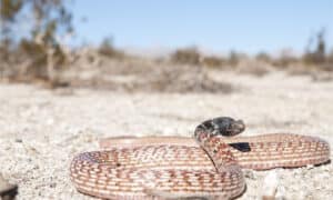 A red racer snake in the desert with its head raised