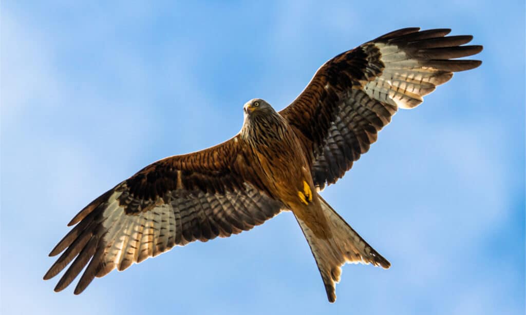 Red kite flying in blue sky over Germany