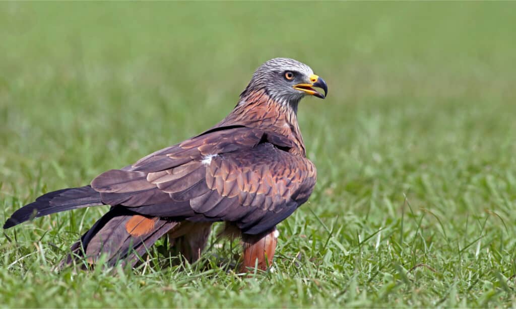 Red kite sitting in the grass