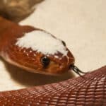 Red spitting cobra