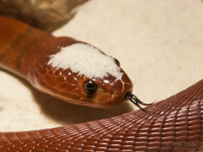 A Red Spitting Cobra