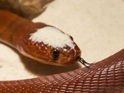 Red Spitting Cobra Picture