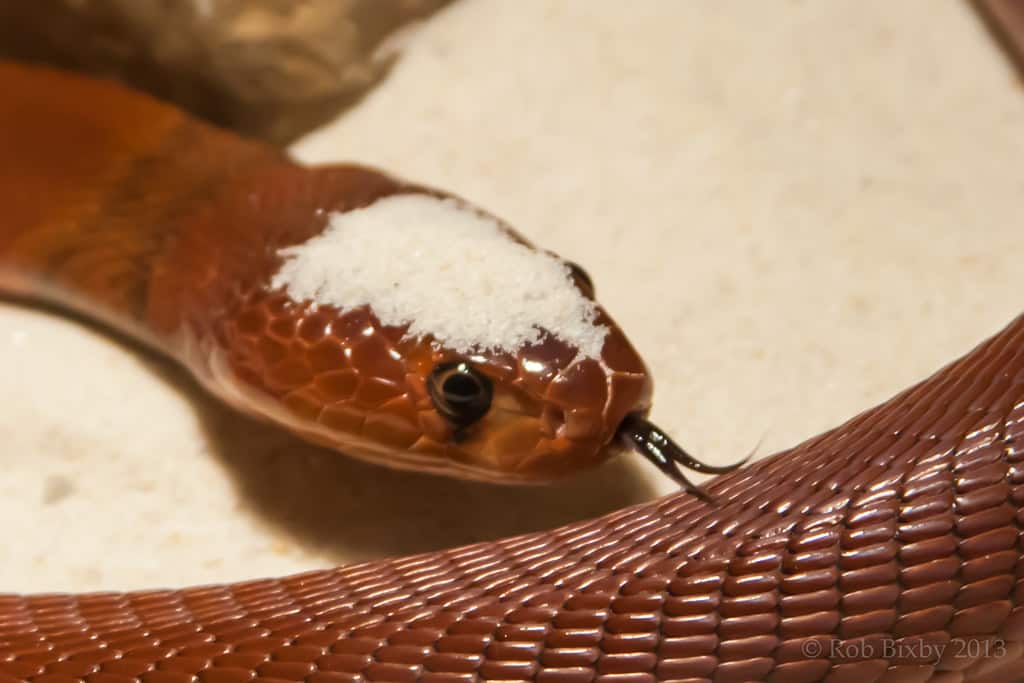A red spitting cobra with sand on its head flicking its tongue