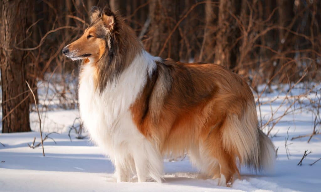 Rough Collie in the snow