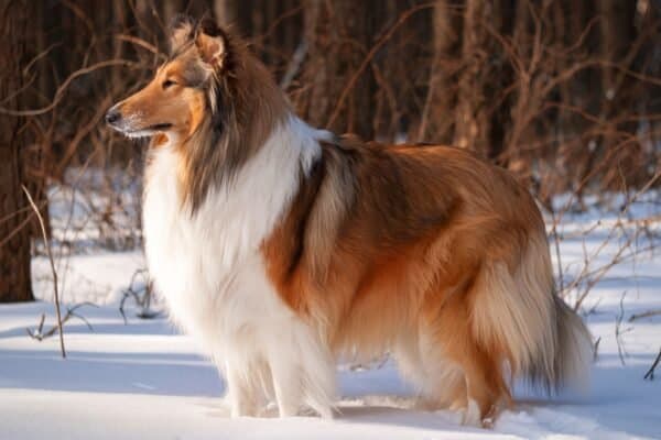 A rough collie standing in a snowy winter forest lit by soft sunset light.