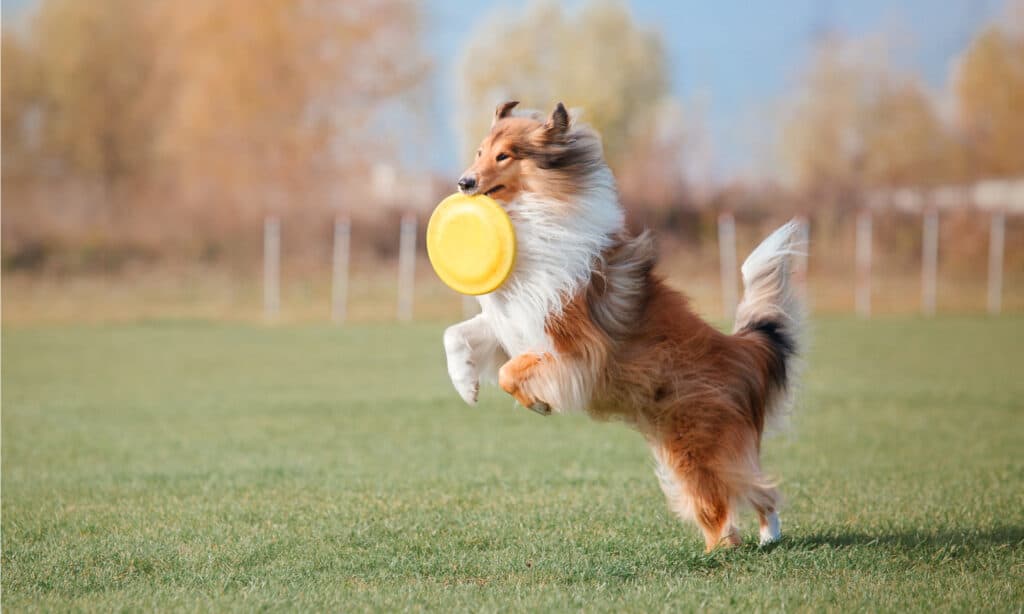 Rough collie playing