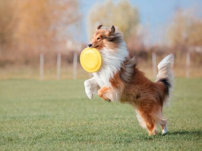 A Rough Collie Lifespan: How Long Do These Dogs Live?