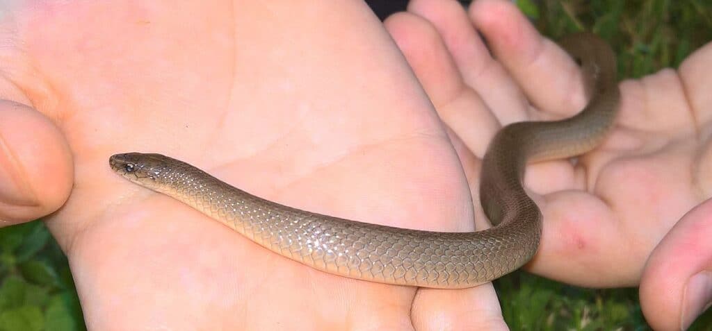 Rough Earth Snake Animal Facts  Haldea striatula - A-Z Animals