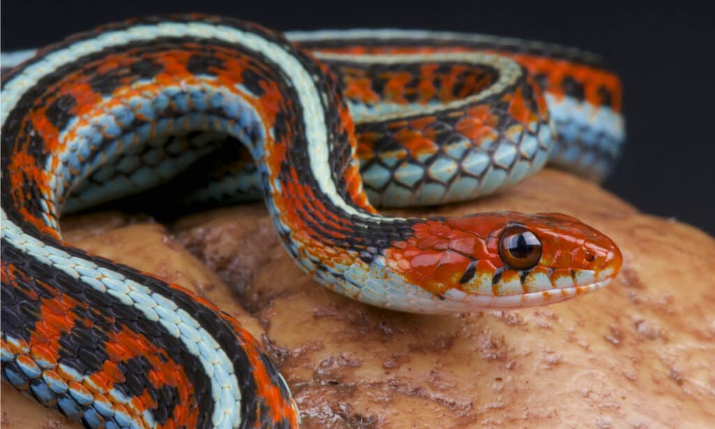 The San Francisco Garter Snake characterized by bright blue-green or green-yellow coloration along the stomach and sides.