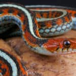 San Francisco garter snake