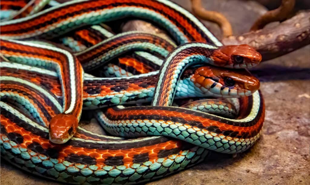 Red and the Peanut: The beauty of a Garter Snake's scales