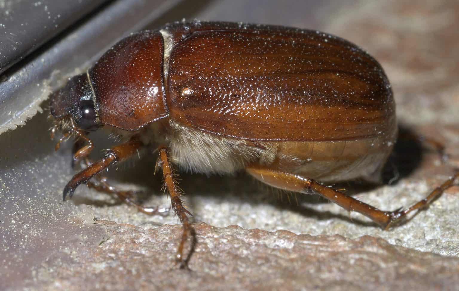 June Beatle Insect What Do June Bugs (June Beetles) Eat? - A-Z Animals