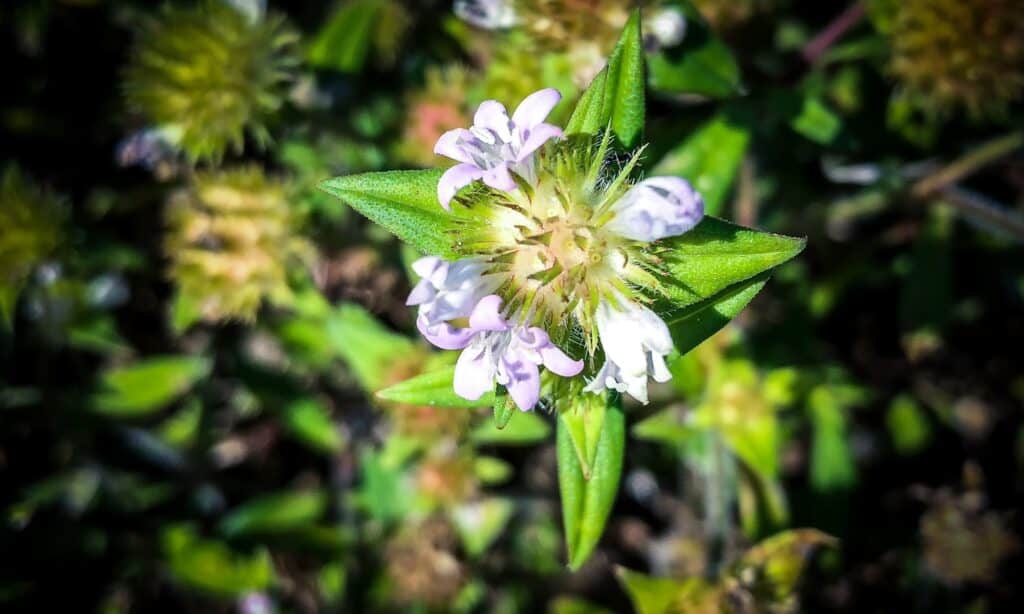 alligator weed