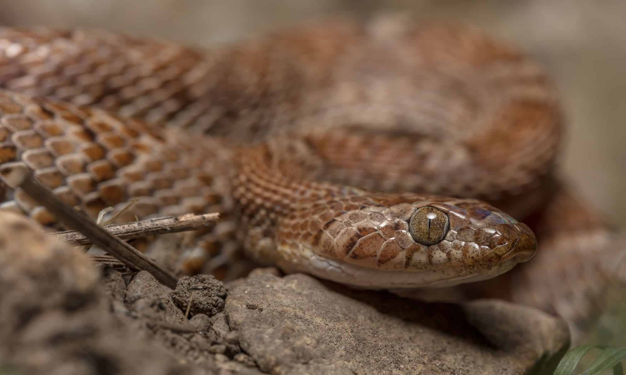 40 Types of Snakes In Arizona (21 are Venomous) - A-Z Animals